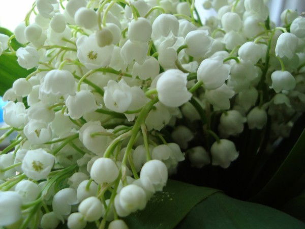 Нина Щербакова