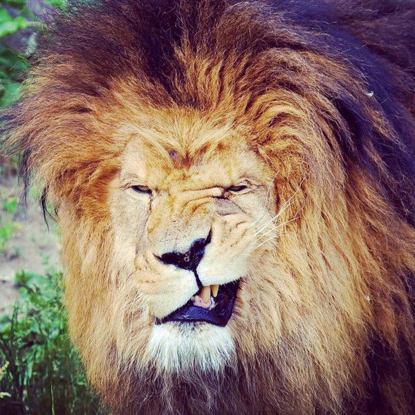 Аюб Ахмадов