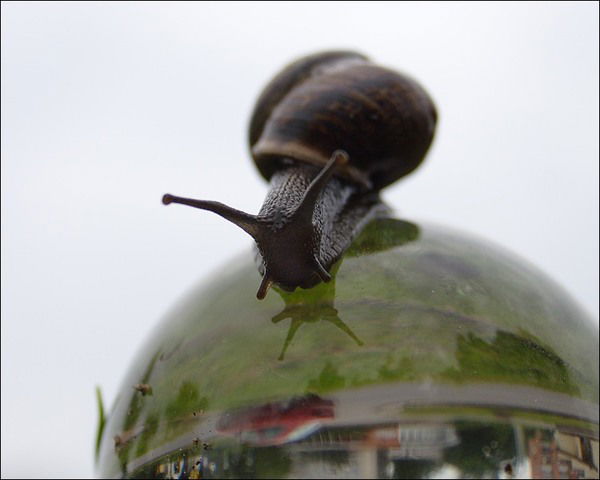 Ольга Радищева