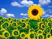 Ольга Лелайс