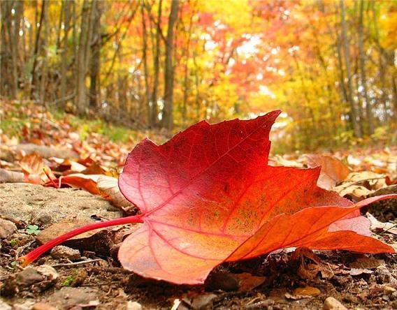 Филологи Мова Літ Англ