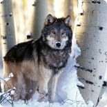 Иван Толмачев