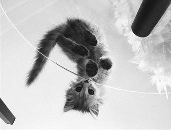 Евгения Железновская