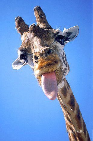 Андрей Иваненко