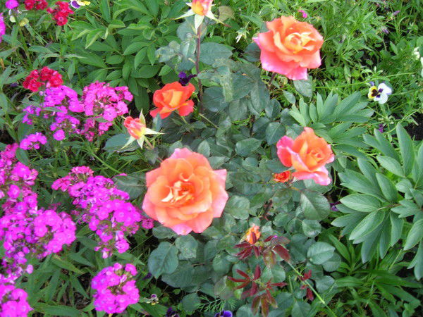 Ирина Солдышева