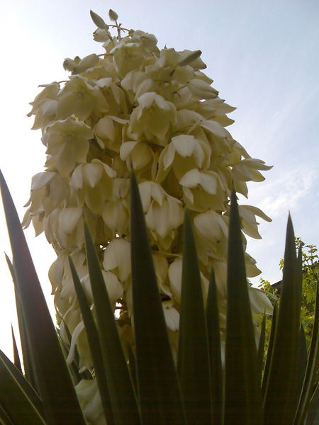 Елена Чистякова