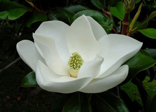 Марина Бушина