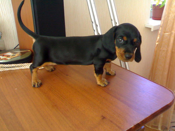 Игорь Шаповалов