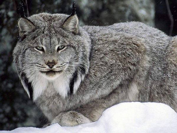 Татьяна Турова