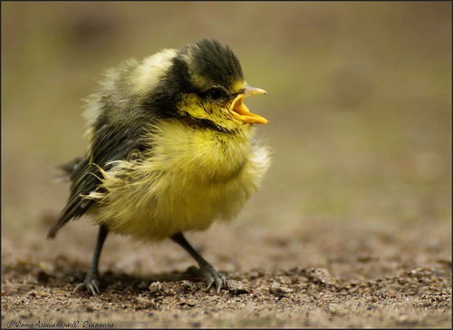 Ольга Овчинникова