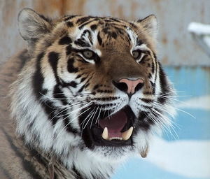 Александр Белов