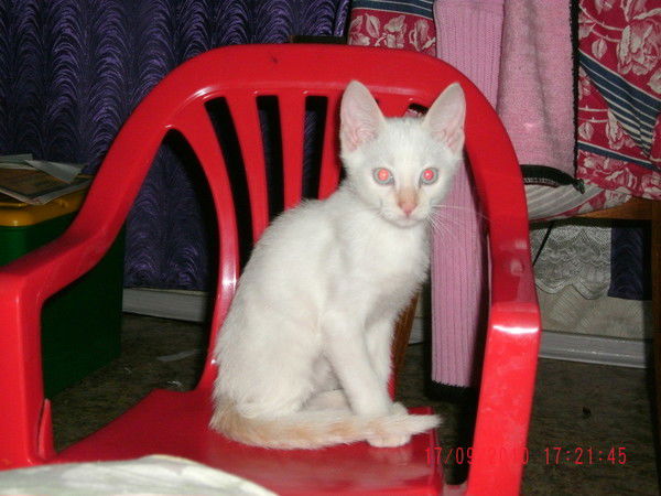 Сяма Сергеев