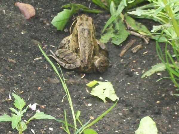 Андрей Петров