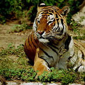 Серега Вирченко