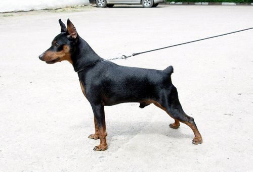 Настёна Свириденко