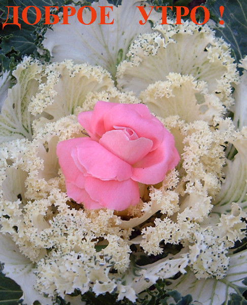 Лена Щербачевич