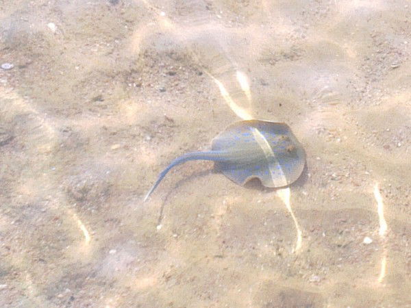 Сергей Дорофеев