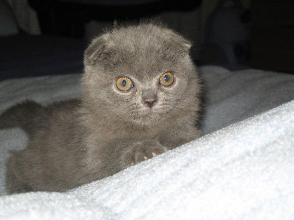 Евгений Коковин