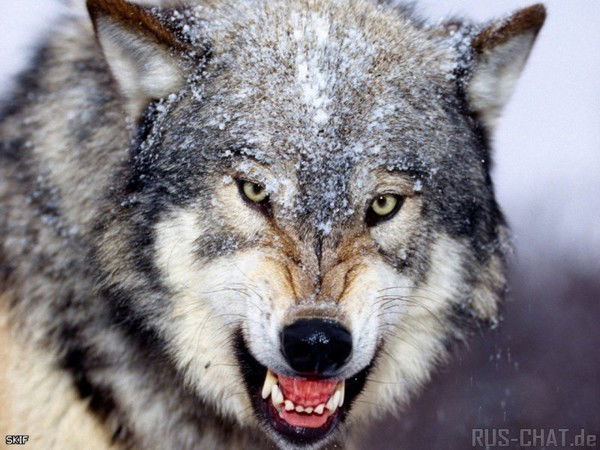 Беимбет Утепов