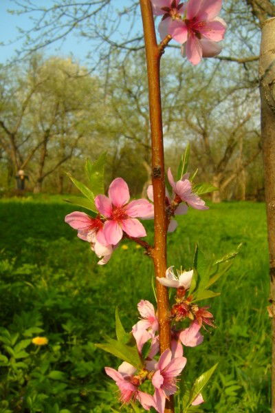 Vladimir Tkhozhevskyi