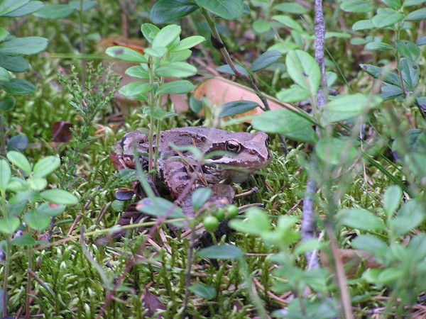 Петр Фролов