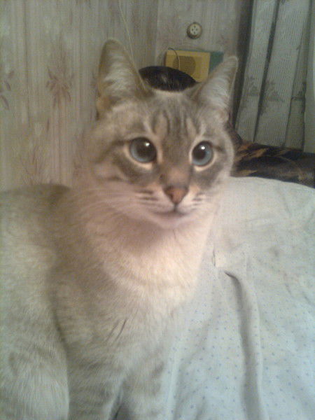 Лилюсик Лилюсик