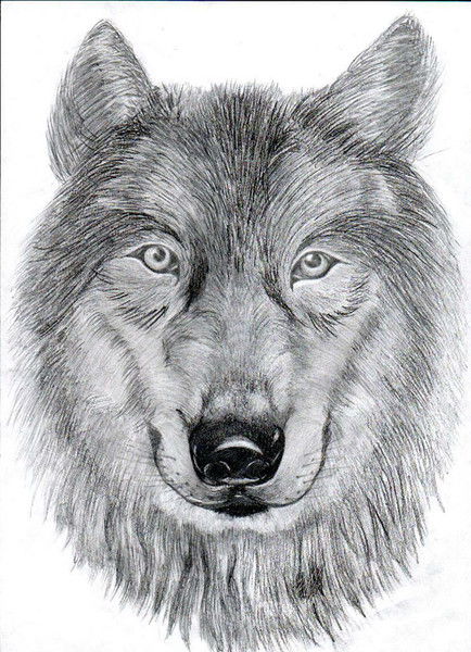 Николай Морокин