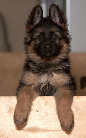 Гиена Генарал