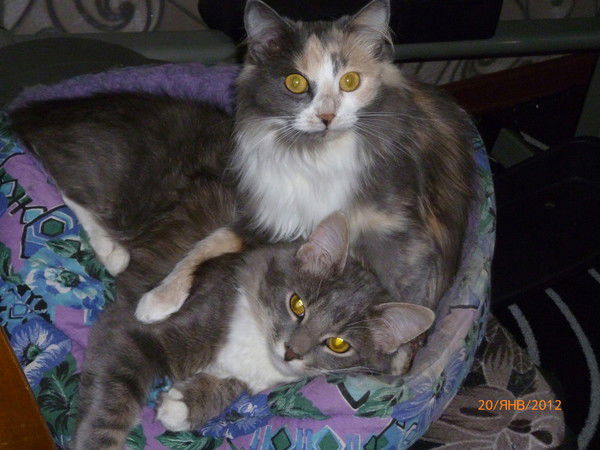 Наталия Миронова