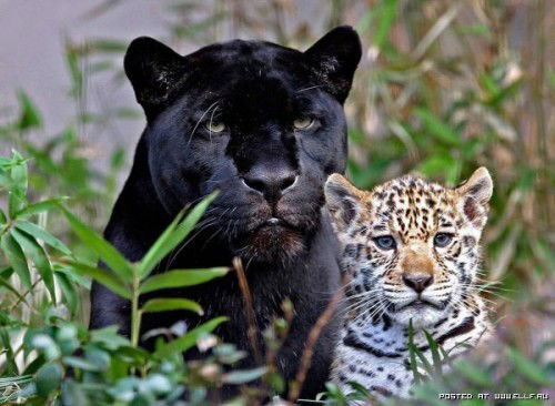 Паша Поддубный