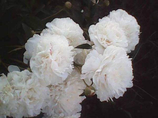 Светлана Андреева