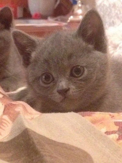 Маша Сысолятина