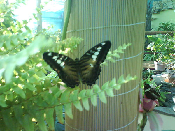 Лидия Симонова