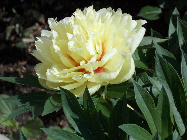 Сергеева Галина