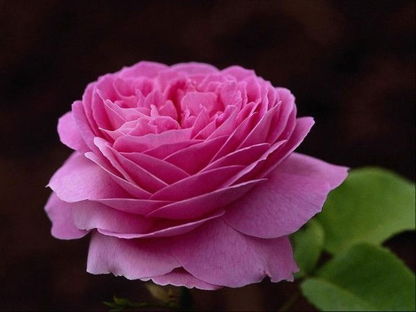 Айжан Гл.бухгалтер №5