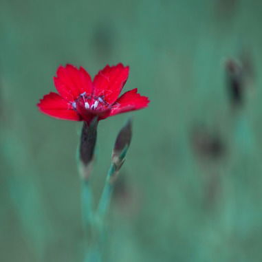 Елена Черкалова