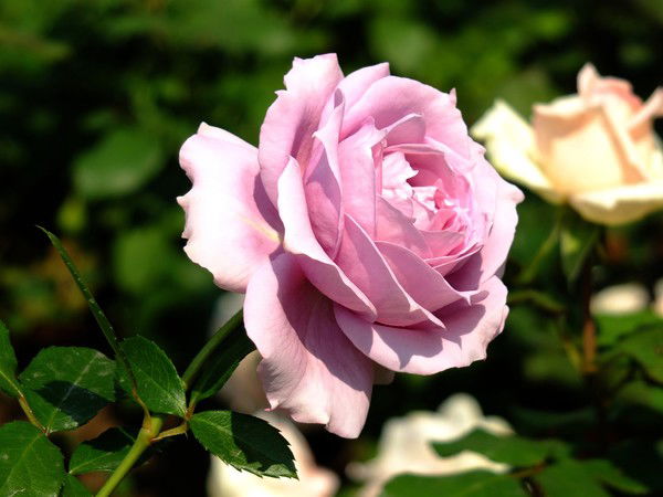 Назгуль Абдулова