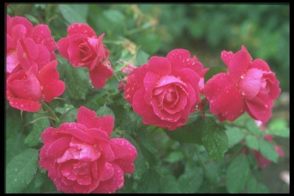 Ирина Алмурзина