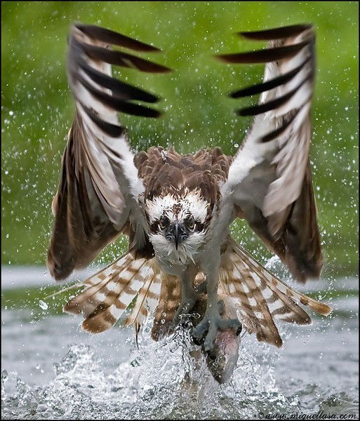 Виталий Понкратов