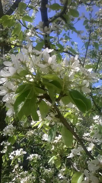 Анжелика Дружинина