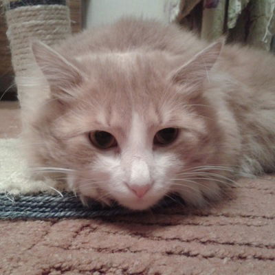 Лена Лотоцкая