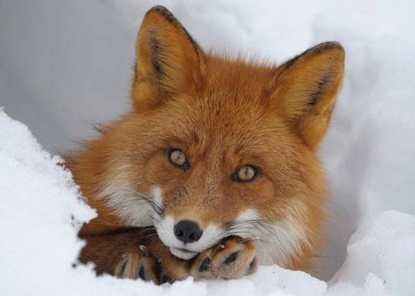 Елена Аксенова