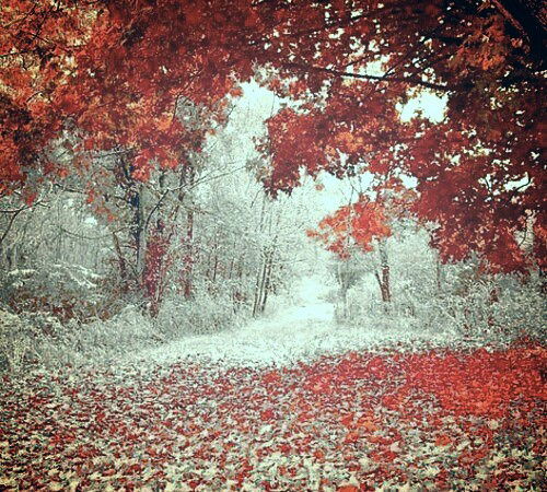 Марина Николаева