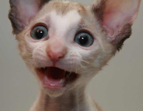 Александр Залозный