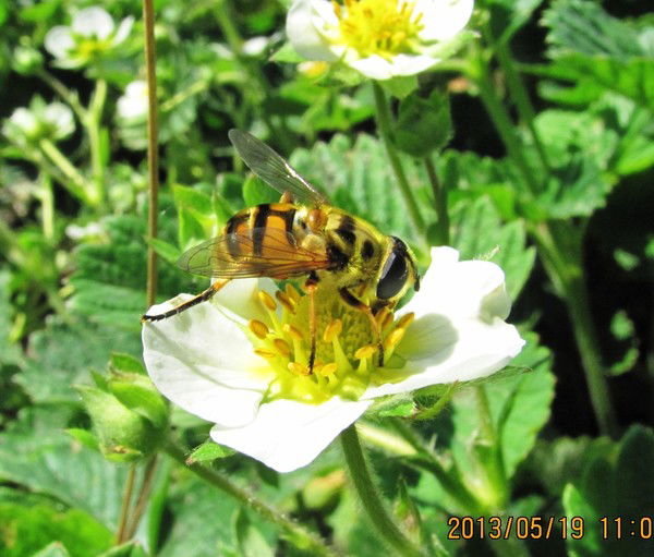 Анна Скрябина