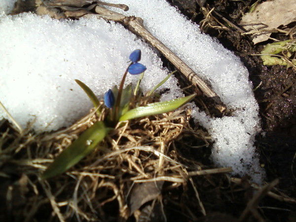 Лиля Черкашина