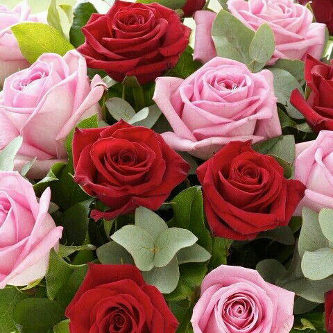 Яна Антонова