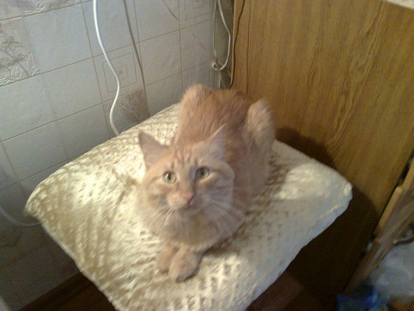 Сергей Подкорытов