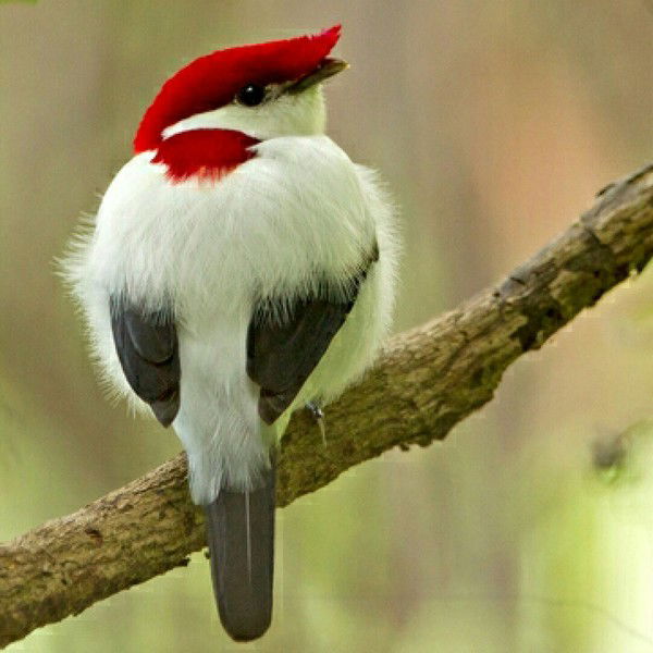 Виктор Карпов