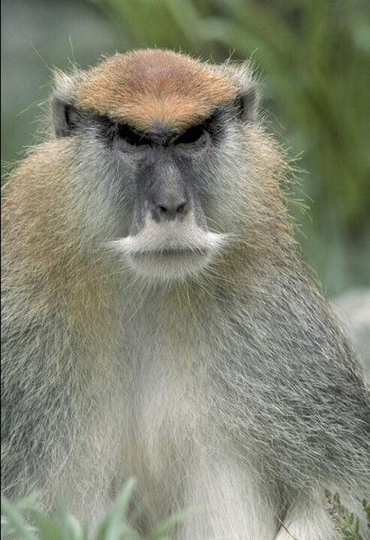 Виталик Козуля